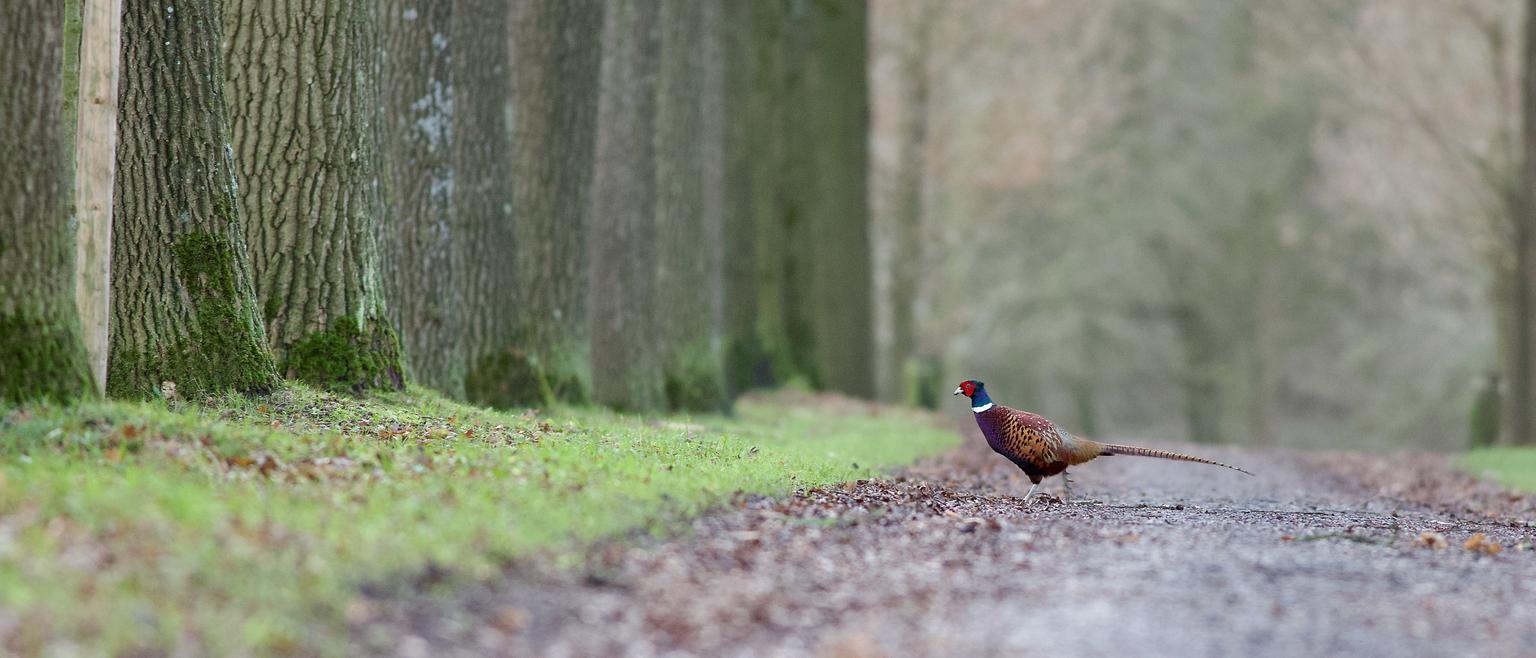 Pheasant in the early hours