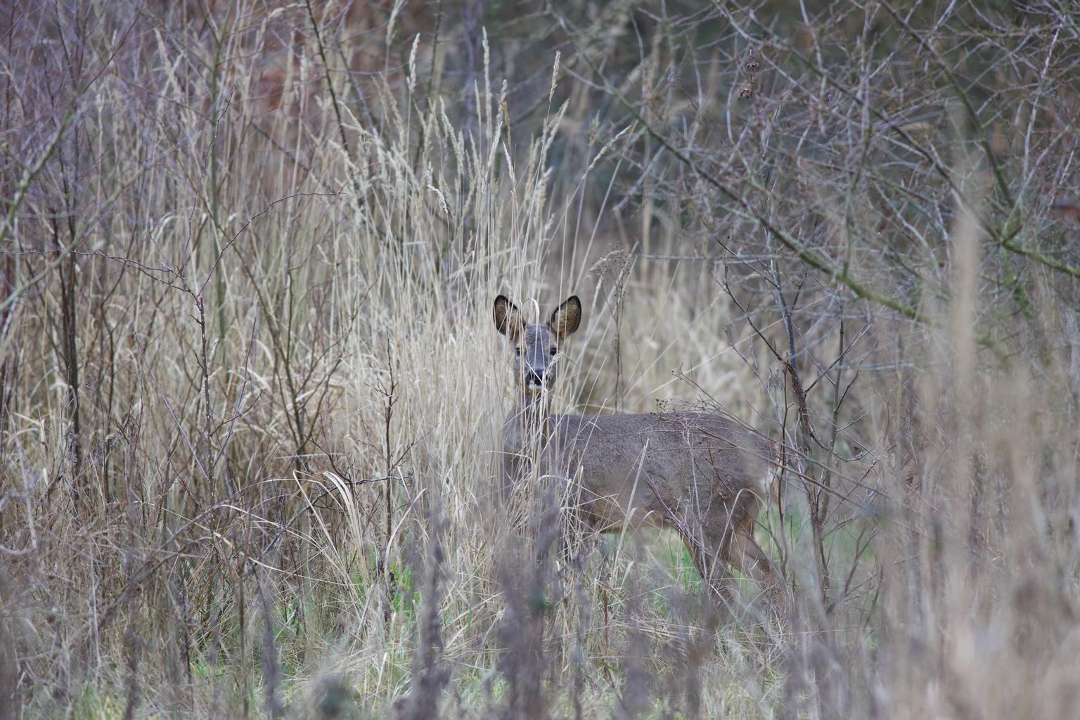 The typical winter look of a roe deer