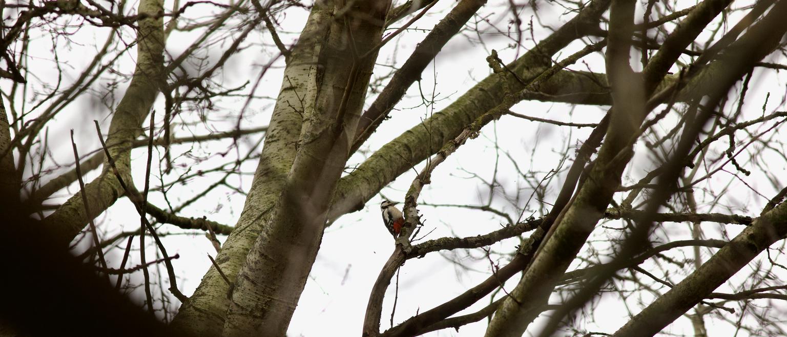 During the day you can see woodpeckers everywhere