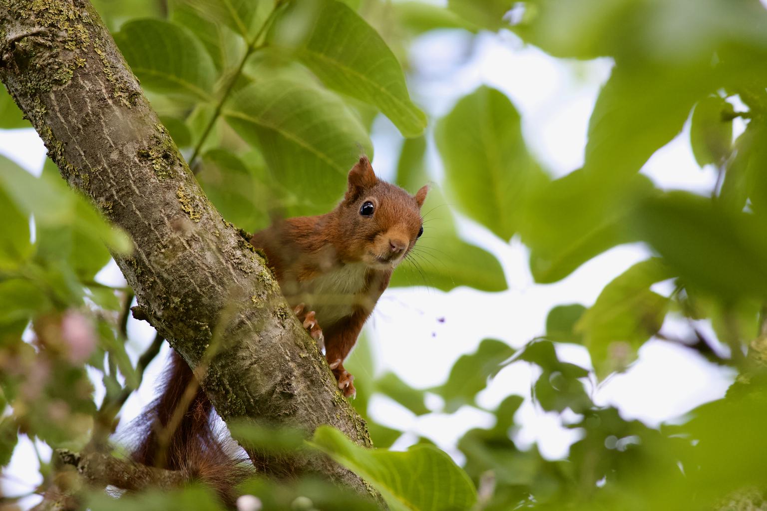 A curious red squirrel early in the morning