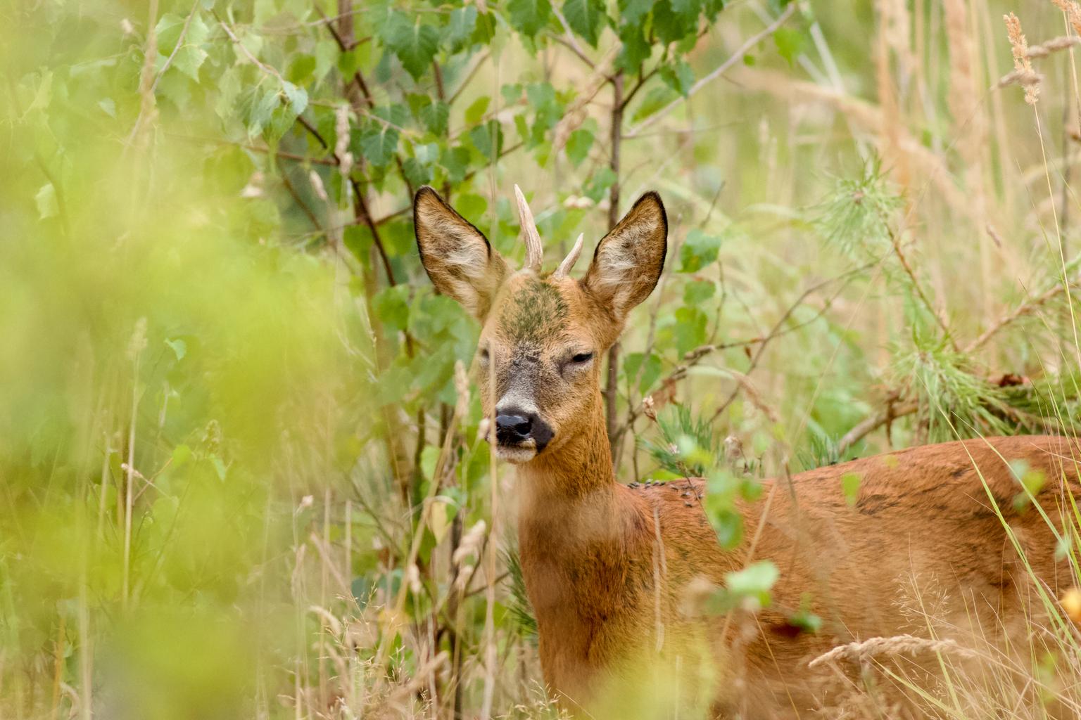 A relaxed roe deer during a perfect summer evening