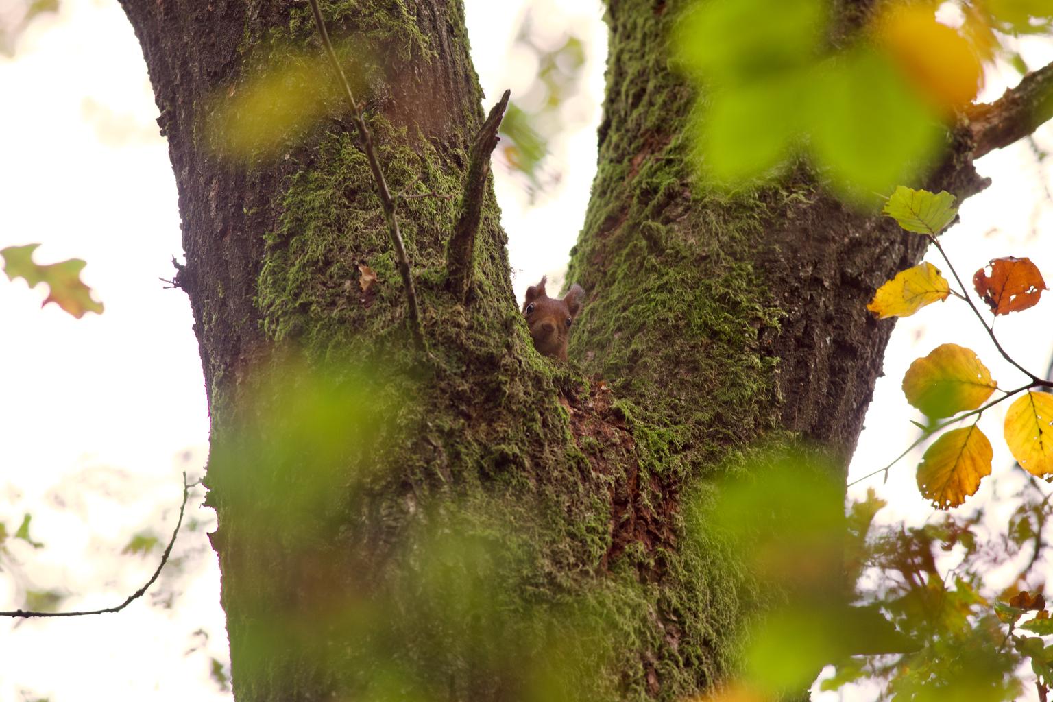 A curious red squirrel. Slightly annoited by the cold.