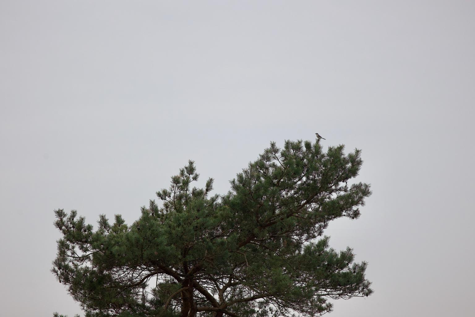 A great grey shrike in the treetops.