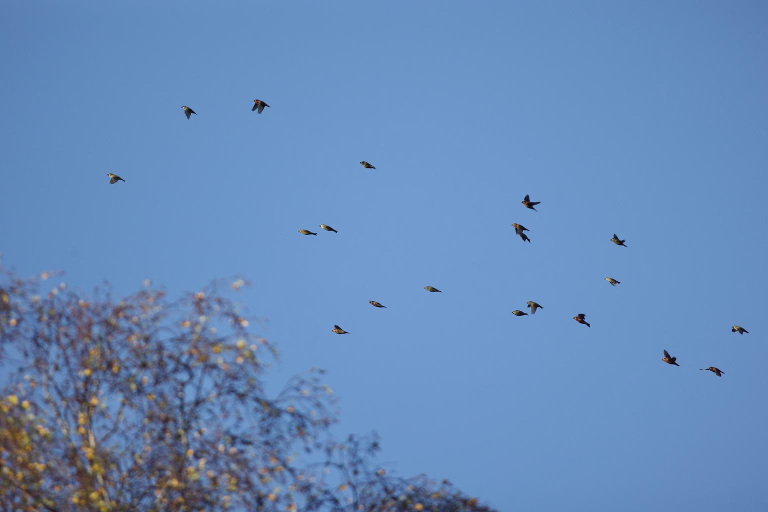A whole flock of crossbills.