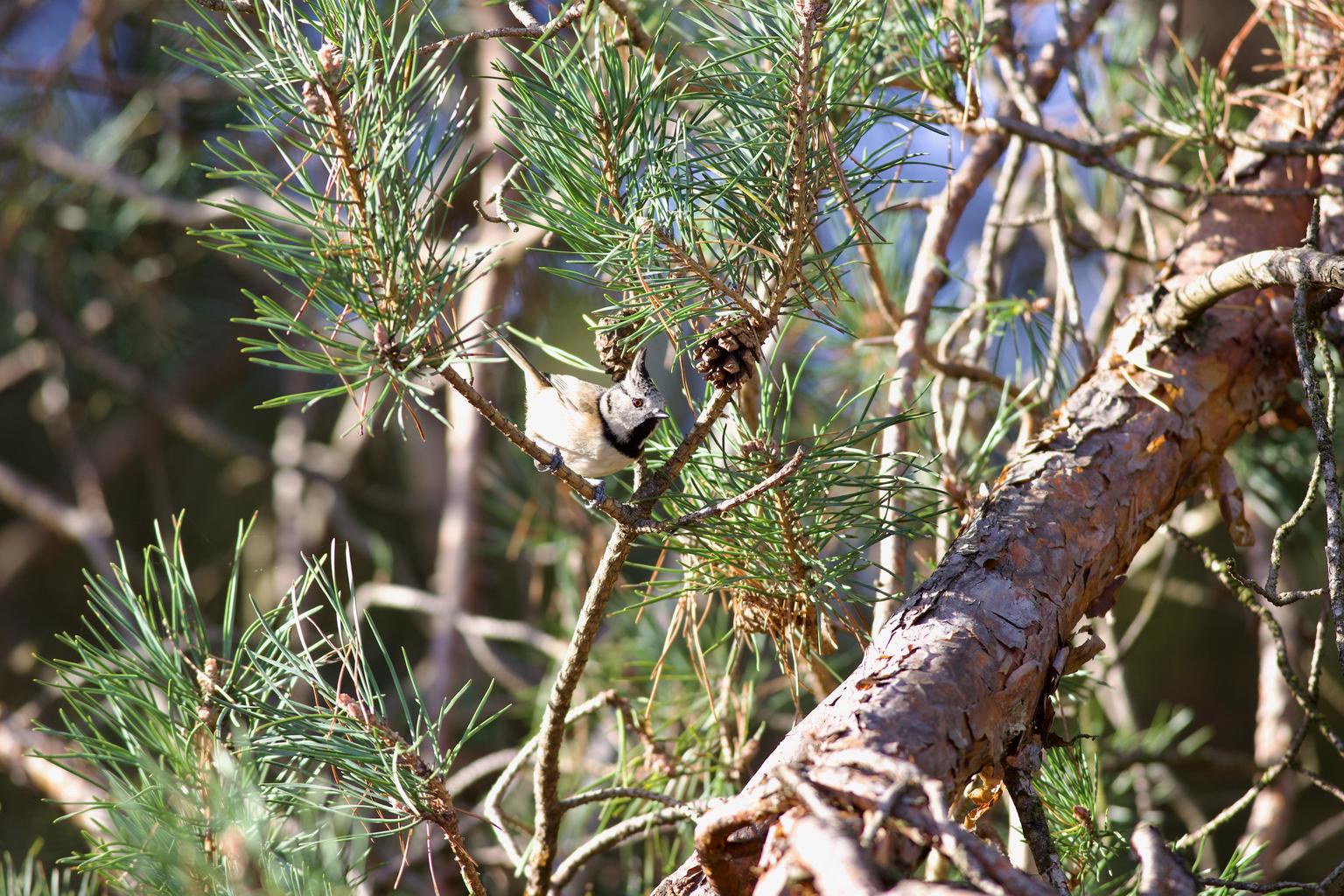 Crested tit (male)