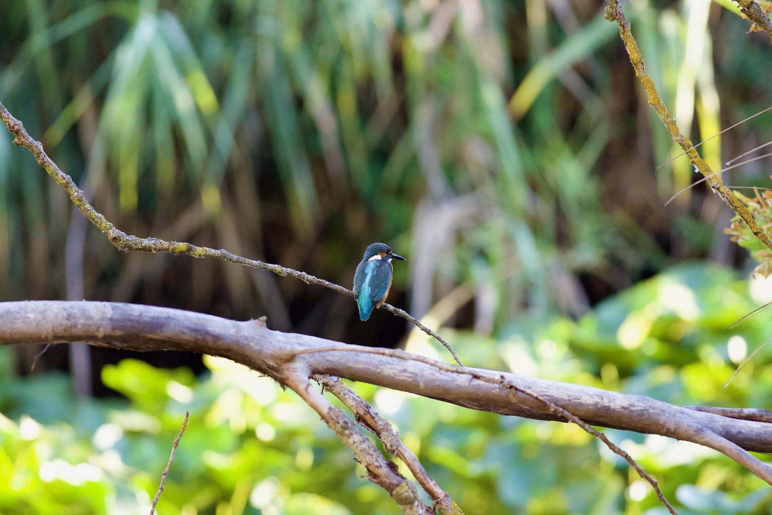 Kingfisher, slightly suspicious of camera clicking...