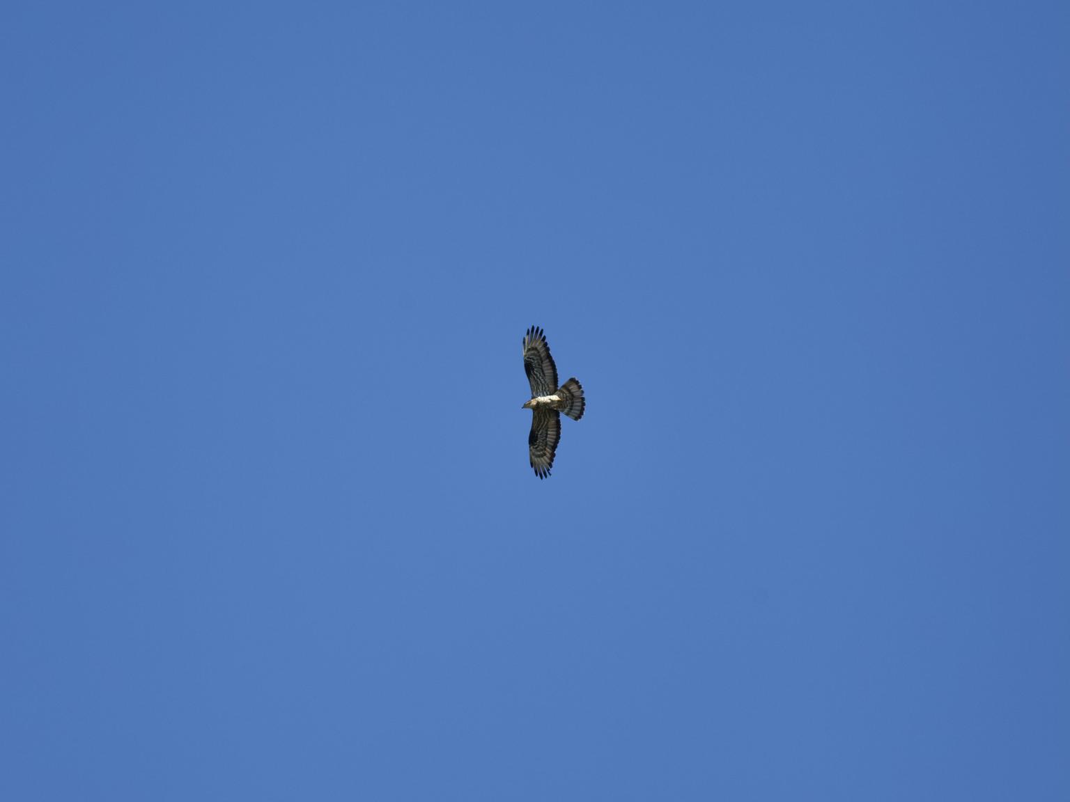 One of the many honey buzzards we saw